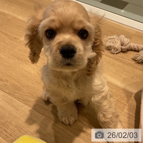 アメリカン・コッカー・スパニエルの写真