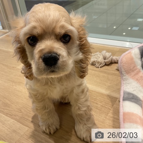 アメリカン・コッカー・スパニエルの写真