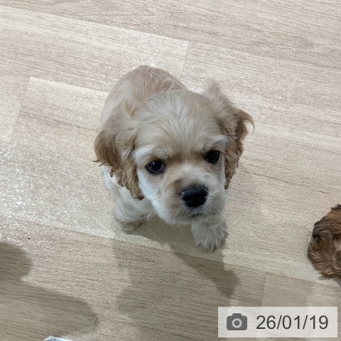 アメリカン・コッカー・スパニエルの写真