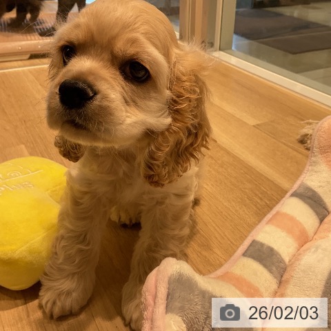 アメリカン・コッカー・スパニエルの写真