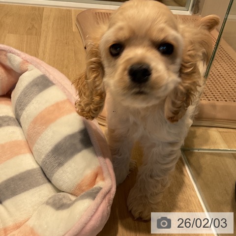 アメリカン・コッカー・スパニエルの写真