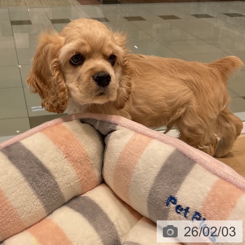 アメリカン・コッカー・スパニエルの写真