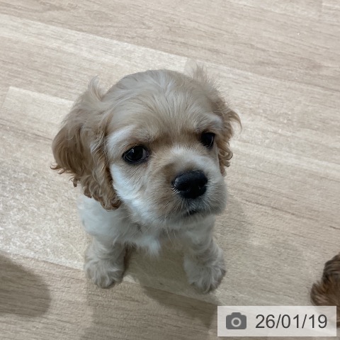 三重県のアメリカンコッカースパニエル (ペットプラス 鈴鹿店/2025年11月15日生まれ/男の子/バフ)の子犬の4枚目の画像