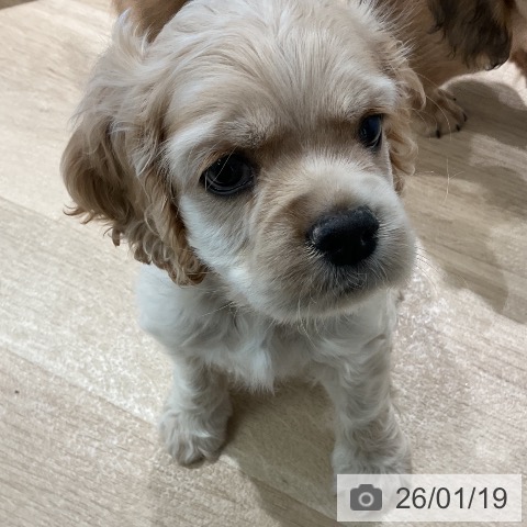 三重県のアメリカンコッカースパニエル (ペットプラス 鈴鹿店/2025年11月15日生まれ/男の子/バフ)の子犬の3枚目の画像