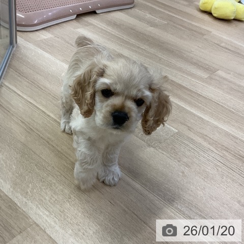 愛知県のアメリカンコッカースパニエル (ペットプラス mozoワンダーシティ店/2025年11月15日生まれ/男の子/バフ)の子犬の4枚目の画像