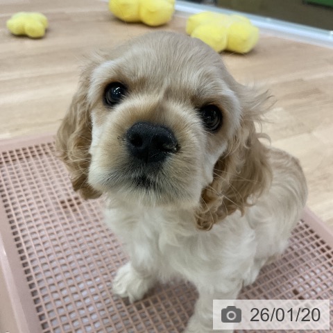 愛知県のアメリカンコッカースパニエル (ペットプラス mozoワンダーシティ店/2025年11月15日生まれ/男の子/バフ)の子犬の3枚目の画像