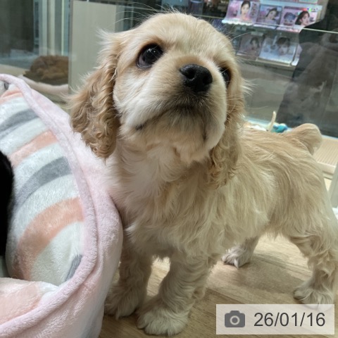 愛知県のアメリカンコッカースパニエル (ペットプラス 岡崎店/2025年11月15日生まれ/女の子/バフ)の子犬の3枚目の画像