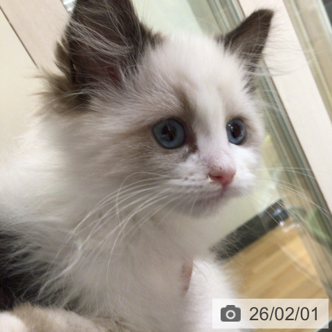 ラグドールの写真