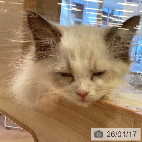 三重県のラグドール (ペットプラス 東員店/2025年11月15日生まれ/女の子/シールポイントバイカラー)の子猫の3枚目の画像