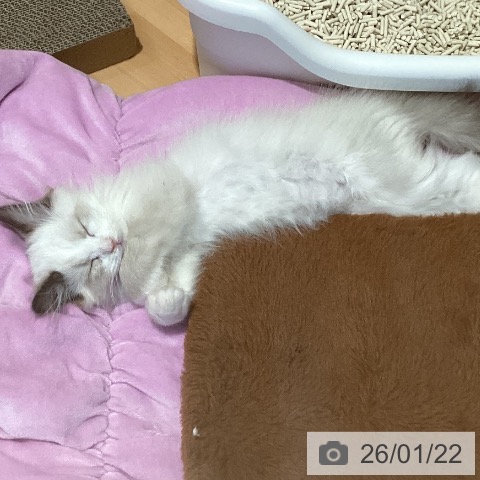 ラグドールの写真