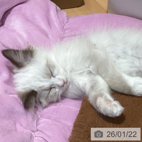 三重県のラグドール (ペットプラス 東員店/2025年11月15日生まれ/女の子/シールポイントバイカラー)の子猫の4枚目の画像