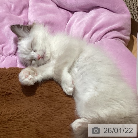 三重県のラグドール (ペットプラス 東員店/2025年11月15日生まれ/女の子/シールポイントバイカラー)の子猫の3枚目の画像