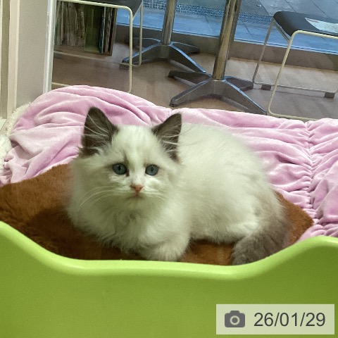 三重県のラグドール (ペットプラス 東員店/2025年11月15日生まれ/女の子/シールポイントバイカラー)の子猫の3枚目の画像