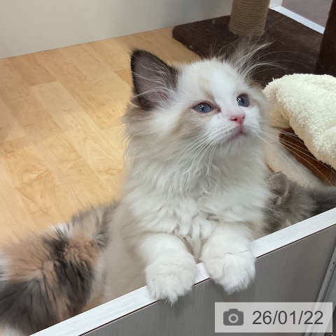 愛知県のラグドール (ペットプラス 名古屋茶屋店/2025年11月15日生まれ/女の子/シールポイントバイカラー)の子猫の4枚目の画像
