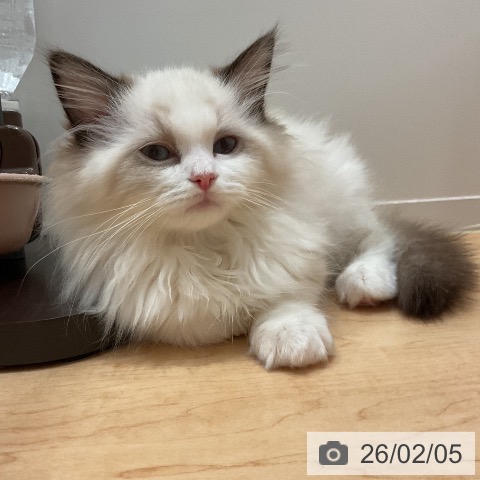 愛知県のラグドール (ペットプラス 名古屋茶屋店/2025年11月15日生まれ/女の子/シールポイントバイカラー)の子猫の4枚目の画像