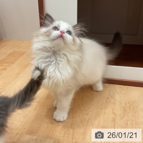 愛知県のラグドール (ペットプラス 名古屋茶屋店/2025年11月15日生まれ/女の子/シールポイントバイカラー)の子猫の3枚目の画像