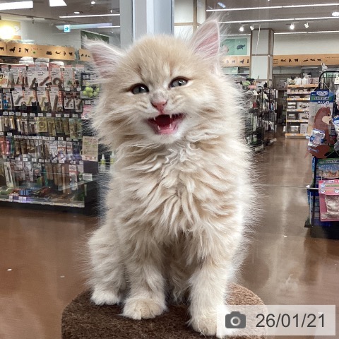 マンチカンの写真