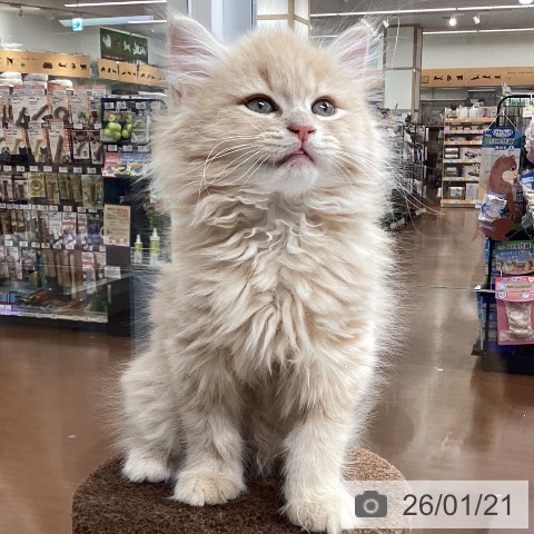 マンチカンの写真