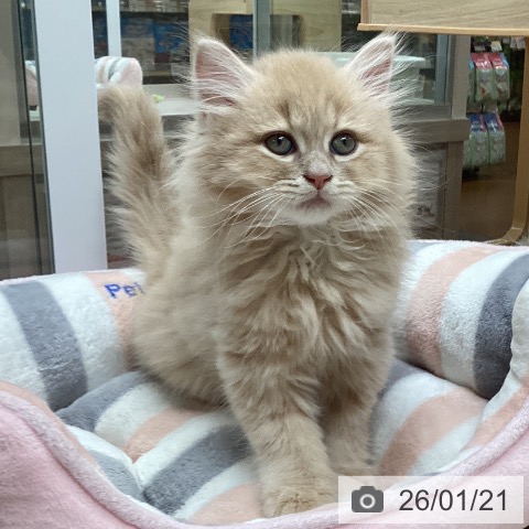 愛知県のマンチカン (ペットプラス イオンモール長久手店/2025年11月15日生まれ/男の子/クリームタビー)の子猫の4枚目の画像