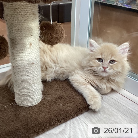 愛知県のマンチカン (ペットプラス イオンモール長久手店/2025年11月15日生まれ/男の子/クリームタビー)の子猫の3枚目の画像