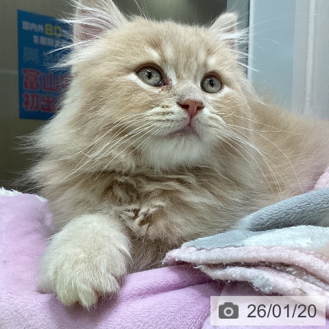 富山県のマンチカン (ペットプラス 高岡店/2025年11月15日生まれ/男の子/クリームタビー)の子猫の4枚目の画像