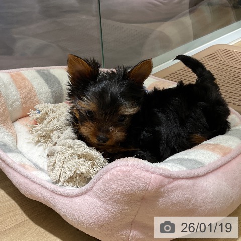 愛知県のヨークシャーテリア (ペットプラス イオンモール豊川店/2025年11月16日生まれ/男の子/スチールブルータン)の子犬の3枚目の画像
