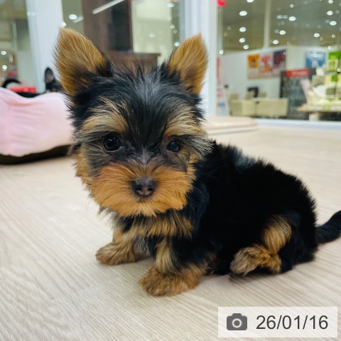 愛知県のヨークシャーテリア (ペットプラス 豊田店/2025年11月16日生まれ/女の子/スチールブルータン)の子犬の3枚目の画像