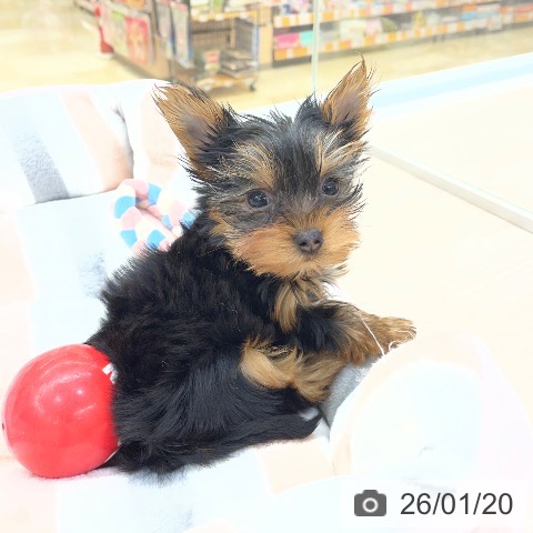 愛知県のヨークシャーテリア (ペットプラス 豊田店/2025年11月16日生まれ/女の子/スチールブルータン)の子犬の4枚目の画像