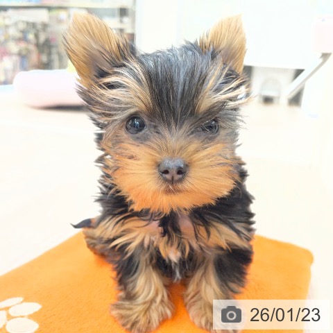 愛知県のヨークシャーテリア (ペットプラス 豊田店/2025年11月16日生まれ/女の子/スチールブルータン)の子犬の3枚目の画像