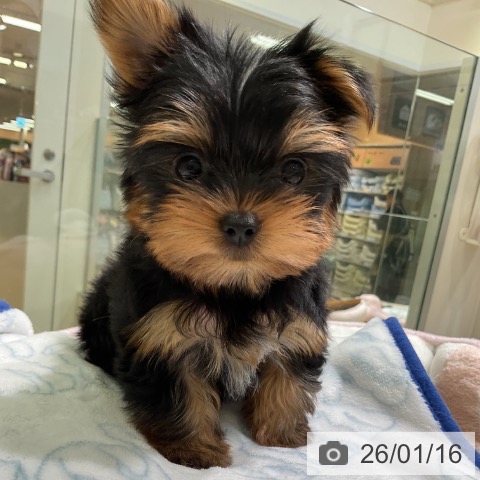 愛知県のヨークシャーテリア (ペットプラス 岡崎店/2025年11月16日生まれ/女の子/スチールブルータン)の子犬の3枚目の画像