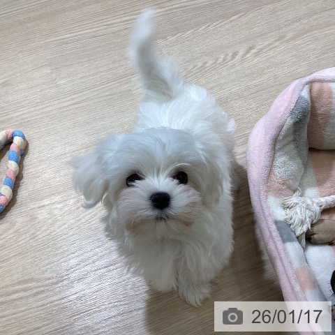 富山県のマルチーズ (ペットプラス 高岡店/2025年11月11日生まれ/男の子/ホワイト)の子犬の4枚目の画像