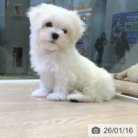 富山県のマルチーズ (ペットプラス 高岡店/2025年11月11日生まれ/男の子/ホワイト)の子犬の3枚目の画像