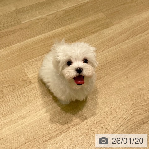 愛知県のマルチーズ (ペットプラス 則武新町店/2025年11月11日生まれ/男の子/ホワイト)の子犬の3枚目の画像