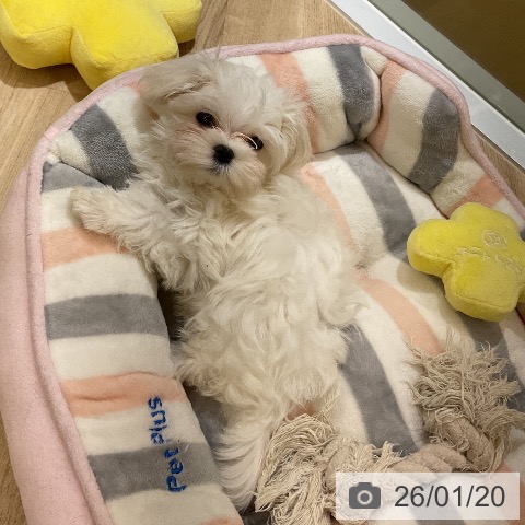 愛知県のマルチーズ (ペットプラス mozoワンダーシティ店/2025年11月11日生まれ/男の子/ホワイト)の子犬の4枚目の画像