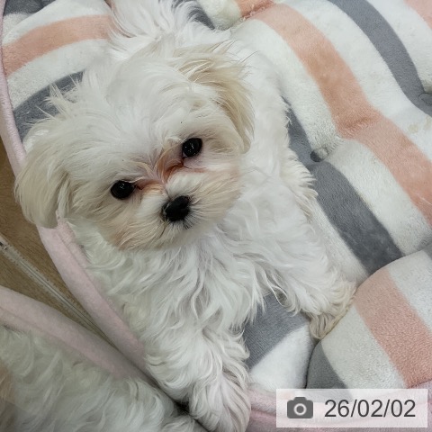 マルチーズの写真