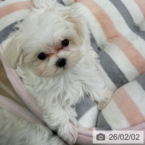 マルチーズの写真