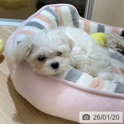 愛知県のマルチーズ (ペットプラス mozoワンダーシティ店/2025年11月11日生まれ/男の子/ホワイト)の子犬の3枚目の画像