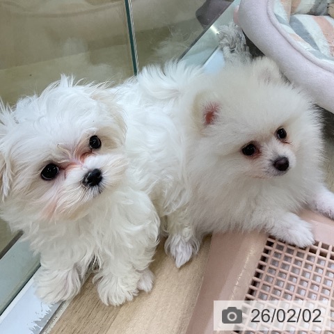 マルチーズの写真