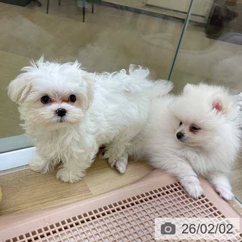 マルチーズの写真