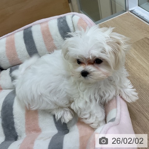 マルチーズの写真