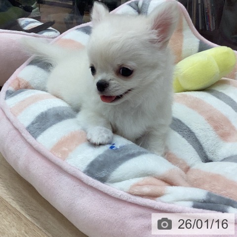 岐阜県のチワワ(ロング) (ペットプラス 各務原店/2025年11月16日生まれ/女の子/クリームホワイト)の子犬の4枚目の画像