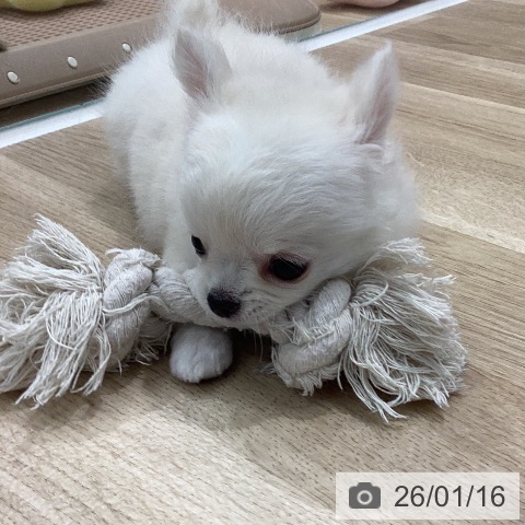 岐阜県のチワワ(ロング) (ペットプラス 各務原店/2025年11月16日生まれ/女の子/クリームホワイト)の子犬の3枚目の画像