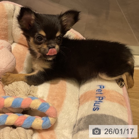 愛知県のチワワ(ロング) (ペットプラス イオンモール豊川店/2025年11月15日生まれ/女の子/ブラックタン)の子犬の4枚目の画像