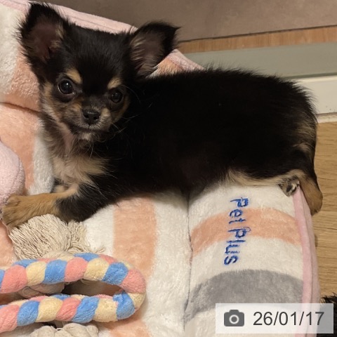 愛知県のチワワ(ロング) (ペットプラス イオンモール豊川店/2025年11月15日生まれ/女の子/ブラックタン)の子犬の3枚目の画像