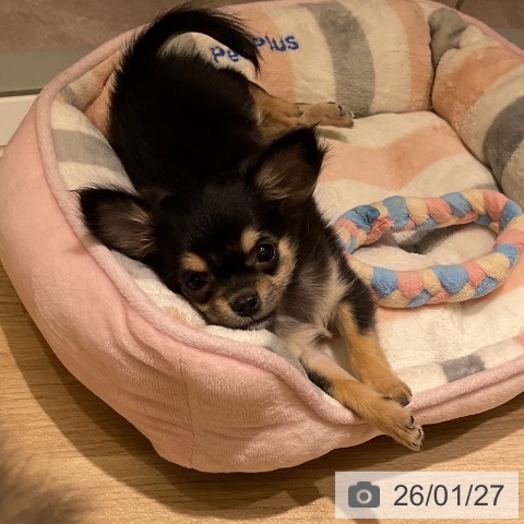 愛知県のチワワ(ロング) (ペットプラス イオンモール豊川店/2025年11月15日生まれ/女の子/ブラックタン)の子犬の4枚目の画像