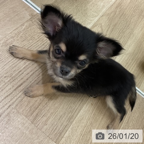 愛知県のチワワ(ロング) (ペットプラス イオンモール豊川店/2025年11月15日生まれ/女の子/ブラックタン)の子犬の3枚目の画像