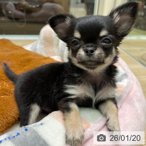 愛知県のチワワ(ロング) (ペットプラス 則武新町店/2025年11月15日生まれ/女の子/ブラックタン)の子犬の3枚目の画像