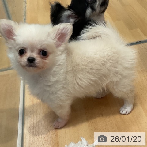 愛知県のチワワ(ロング) (ペットプラス 名古屋茶屋店/2025年11月10日生まれ/女の子/クリーム)の子犬の3枚目の画像