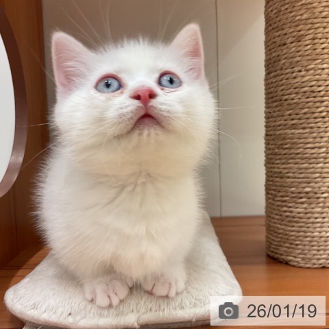 愛知県のマンチカン (ペットプラス 名古屋茶屋店/2025年11月16日生まれ/男の子/クリームポイント)の子猫の4枚目の画像