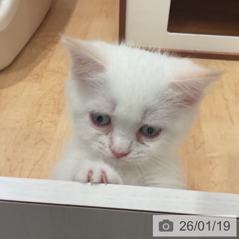 愛知県のマンチカン (ペットプラス 名古屋茶屋店/2025年11月16日生まれ/男の子/クリームポイント)の子猫の3枚目の画像